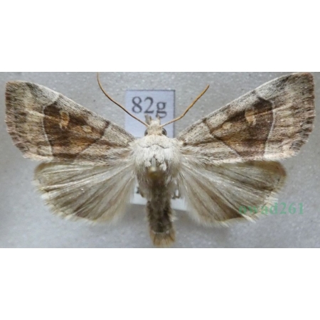 Cosmia trapezina (Linnaeus, 1758) male Kresówka leszczynówka Czech82g